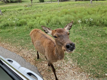 Fossil Rim Wildlife Center
