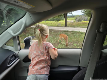 Fossil Rim Wildlife Center