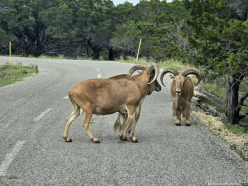 Aoudad