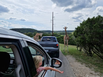 Giraffen