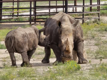 Nashorn mit Nashornbaby