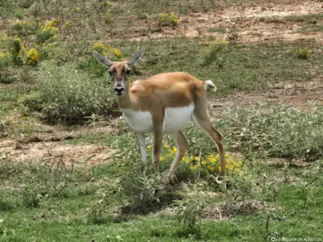 Fossil Rim Wildlife Center