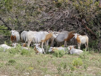 Fossil Rim Wildlife Center