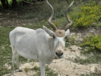 Antilope