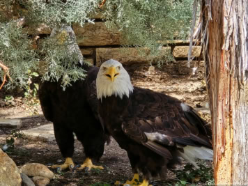 San Antonio Zoo