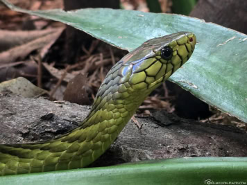 San Antonio Zoo