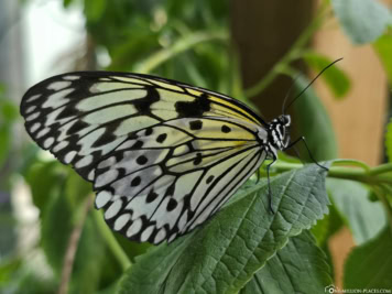 San Antonio Zoo