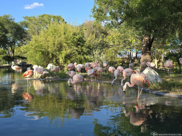 SeaWorld San Antonio