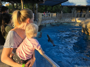 SeaWorld San Antonio