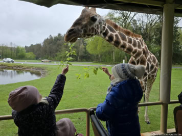 Fütterung der Giraffen