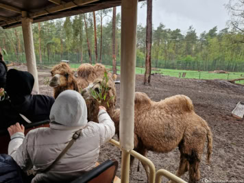 VIP-Jeep Safari