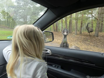 Drive-Through Safari