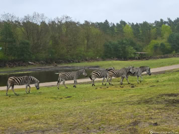Drive-Through Safari