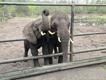 Drive-Through Safari