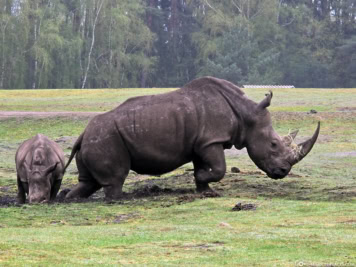 Drive-Through Safari