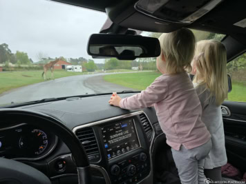 Drive-Through Safari