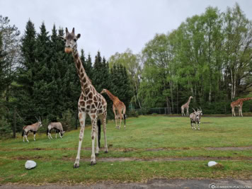 Drive-Through Safari