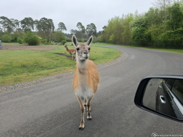 Drive-Through Safari