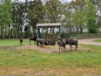 Drive-Through Safari