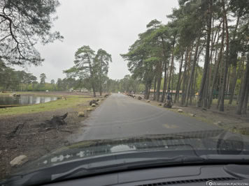 Drive-Through Safari