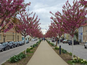 Ornamental cherries in Claus-Jesup-Straße