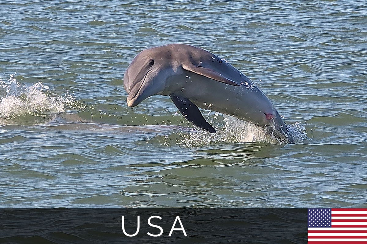 Dolphin-Explorer-Marco-Island-Titelbild