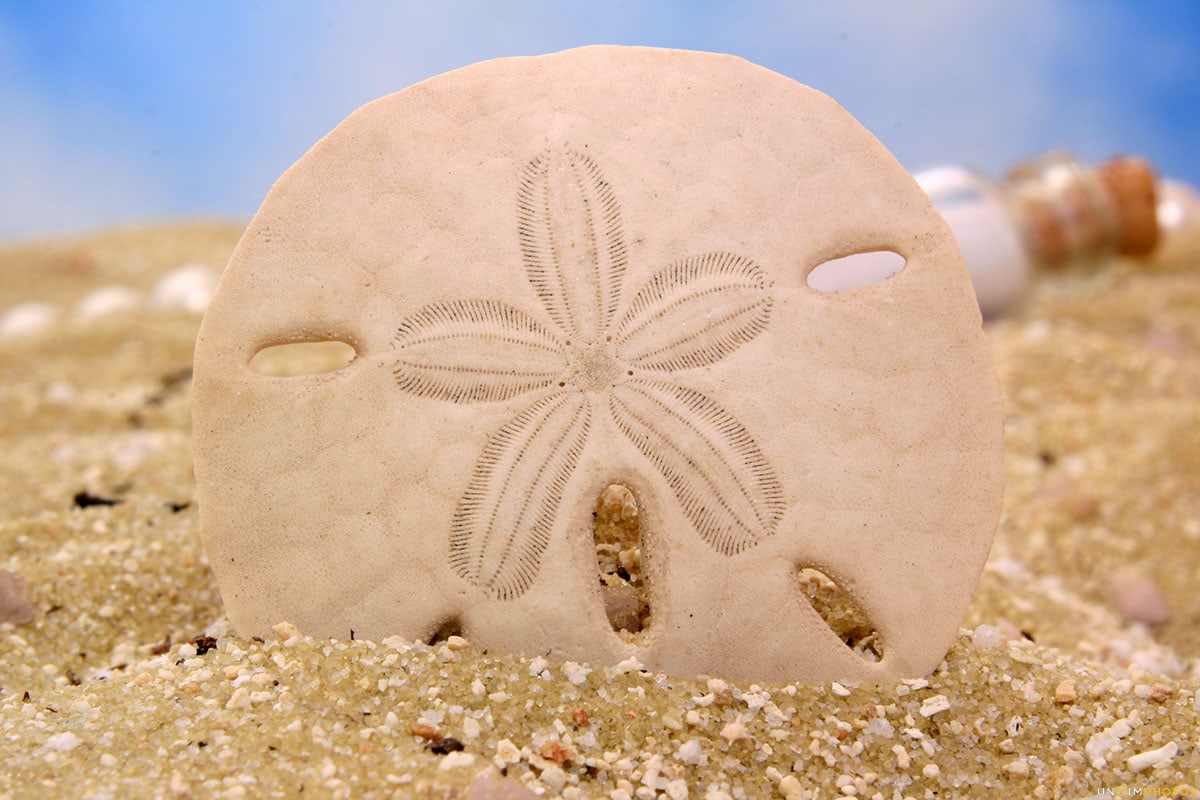 Sand Dollar am Strand von Florida