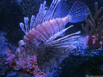 Downtown Aquarium