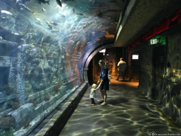 Downtown Aquarium