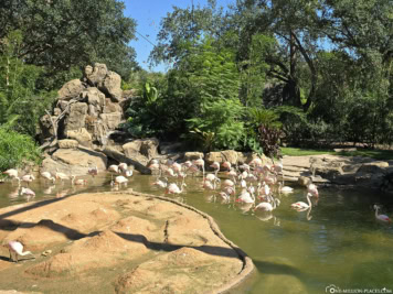 Zoo Houston