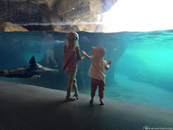 Zoo Houston